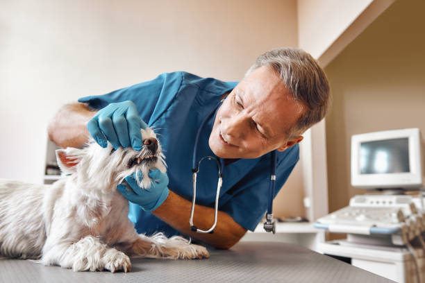 Best Emergency Root Canal Treatment in Grandview, TX